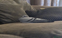 Pigeons birds for sale: Male Pigeon  Perry  - Image 4