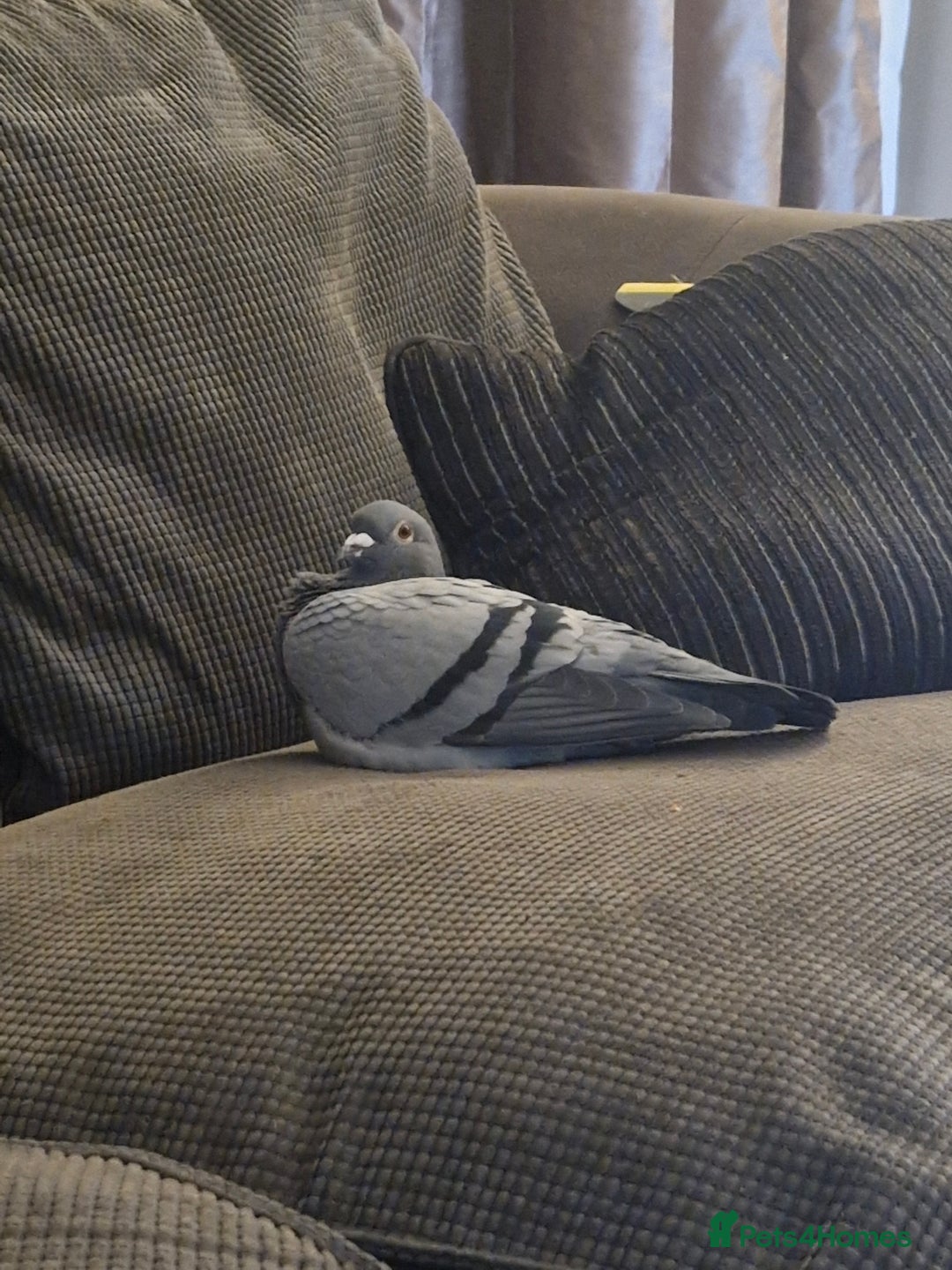 Pigeons birds for sale: Male Pigeon  Perry  - Image 4