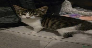 Mixed Breed cats - Advert 2