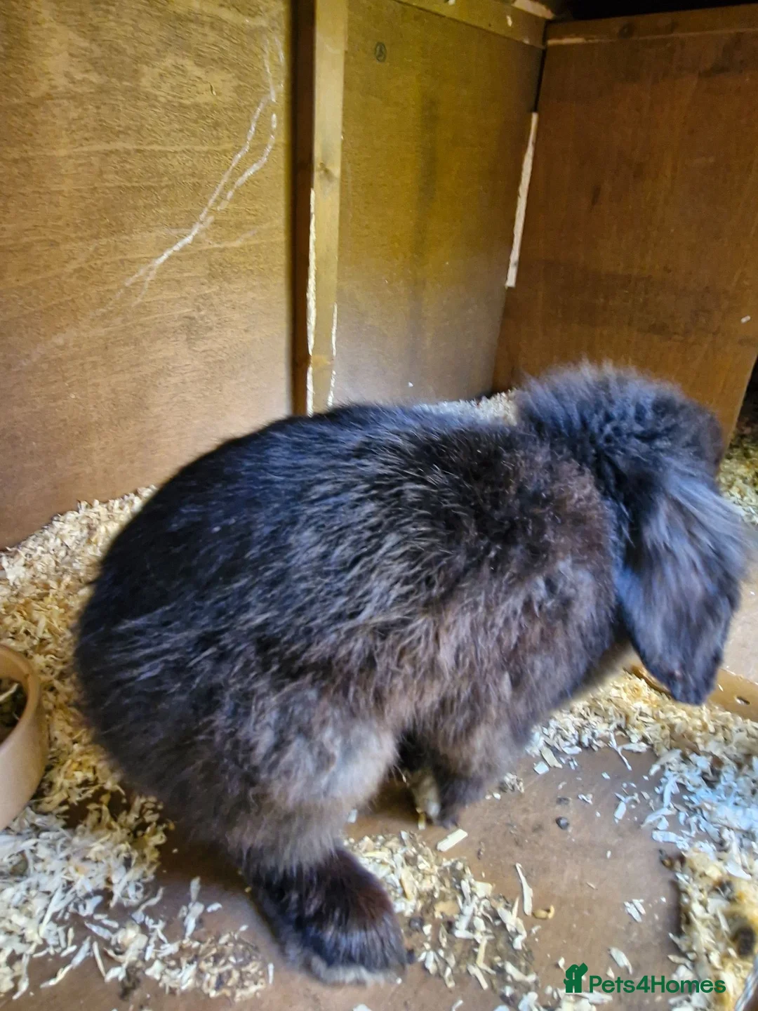 English Lop rabbits for sale: Boy bunny looking for new home  - Advert 4