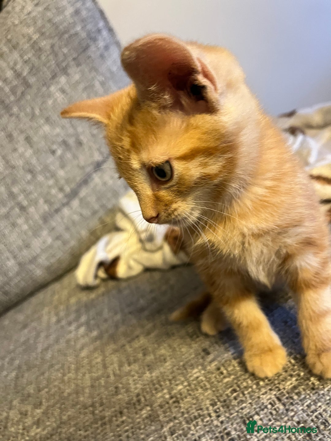 Mixed Breed cats for sale: X2 male kittens looking for their forever home - Image 5