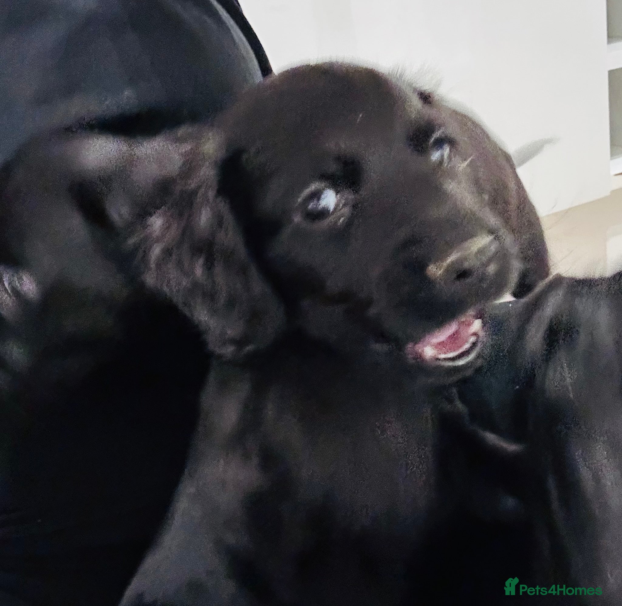 Sprocker dogs *Only 3 left* Sprocker puppies! - Advert 13