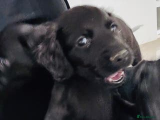 Sprocker dogs *Only 3 left* Sprocker puppies! - Advert 13