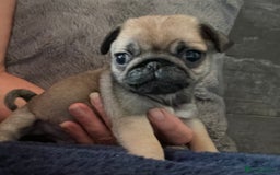 Pug dogs for sale:  Deep apricot multi champion pedigree pug puppies  in Bolton - Image 16