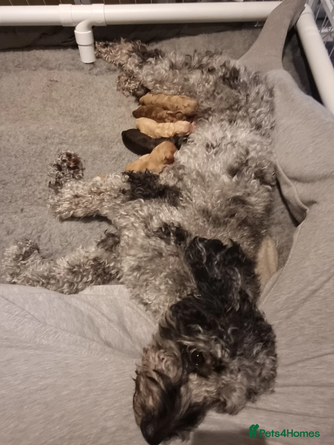 Cockapoo dogs for sale: Cockapoo puppies looking for their forever homes - Advert 5