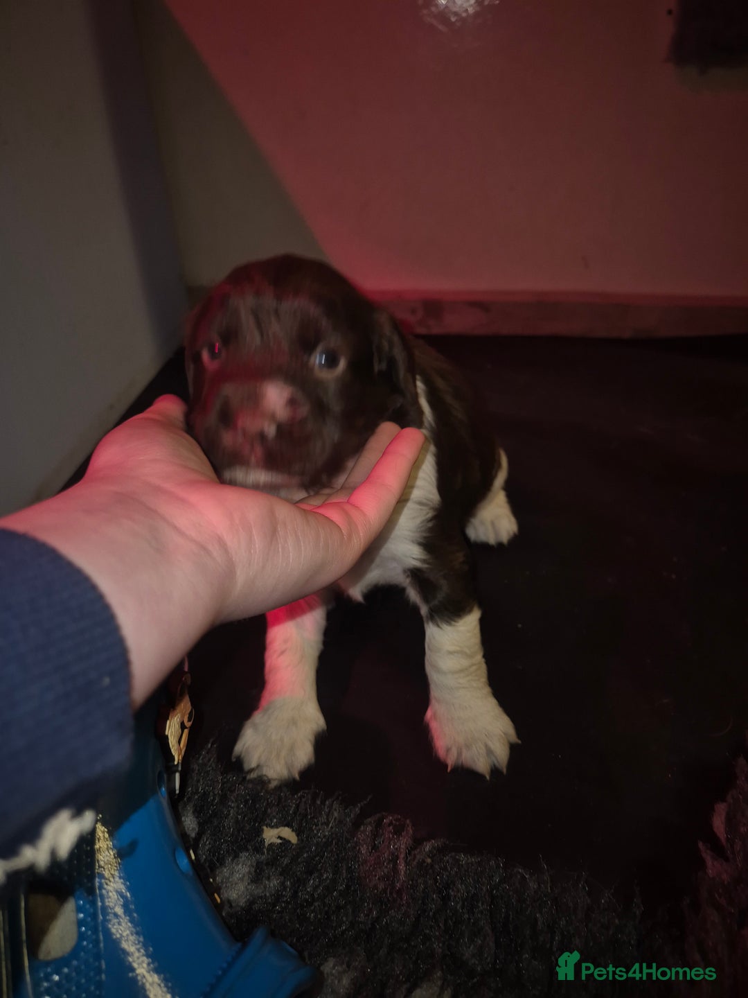 English Springer Spaniel dogs for sale: KC registered springer pups - Advert 8