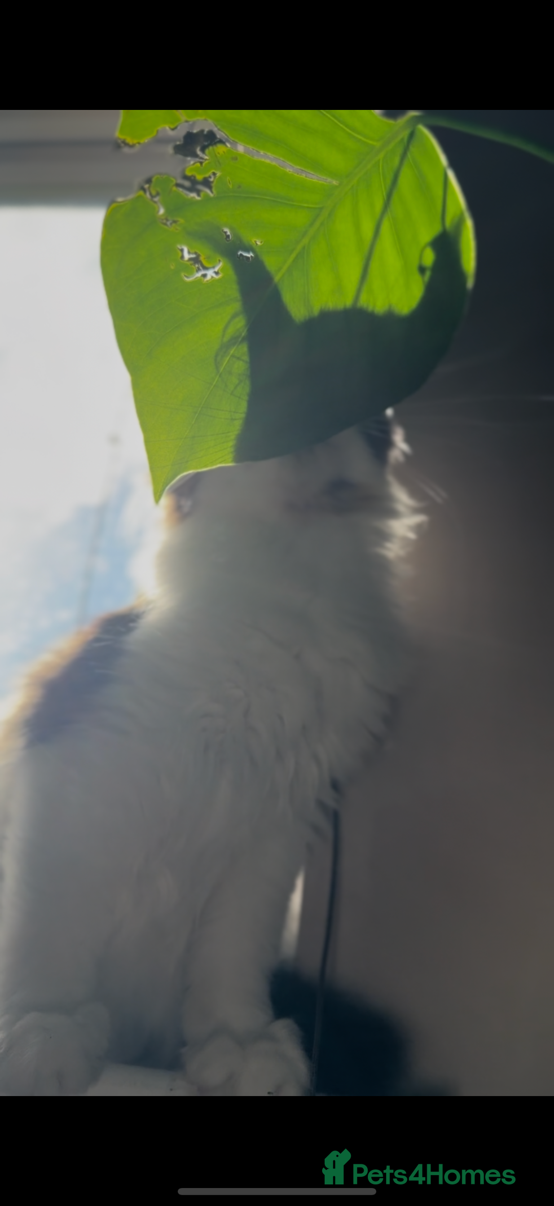 Maine Coon cats for sale: Pedigree Maine Coon Kittens 🐱 fully vaccinated  - Image 14