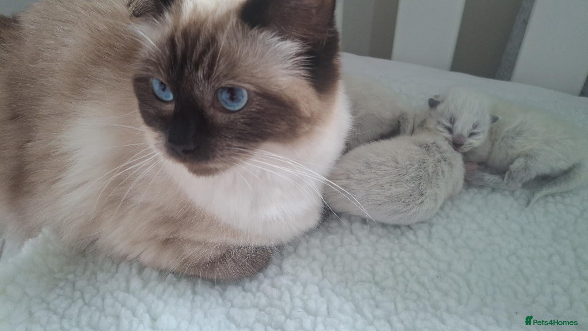 Ragdoll cats 3 gorgeous ragdoll kittens for sale - Advert 2