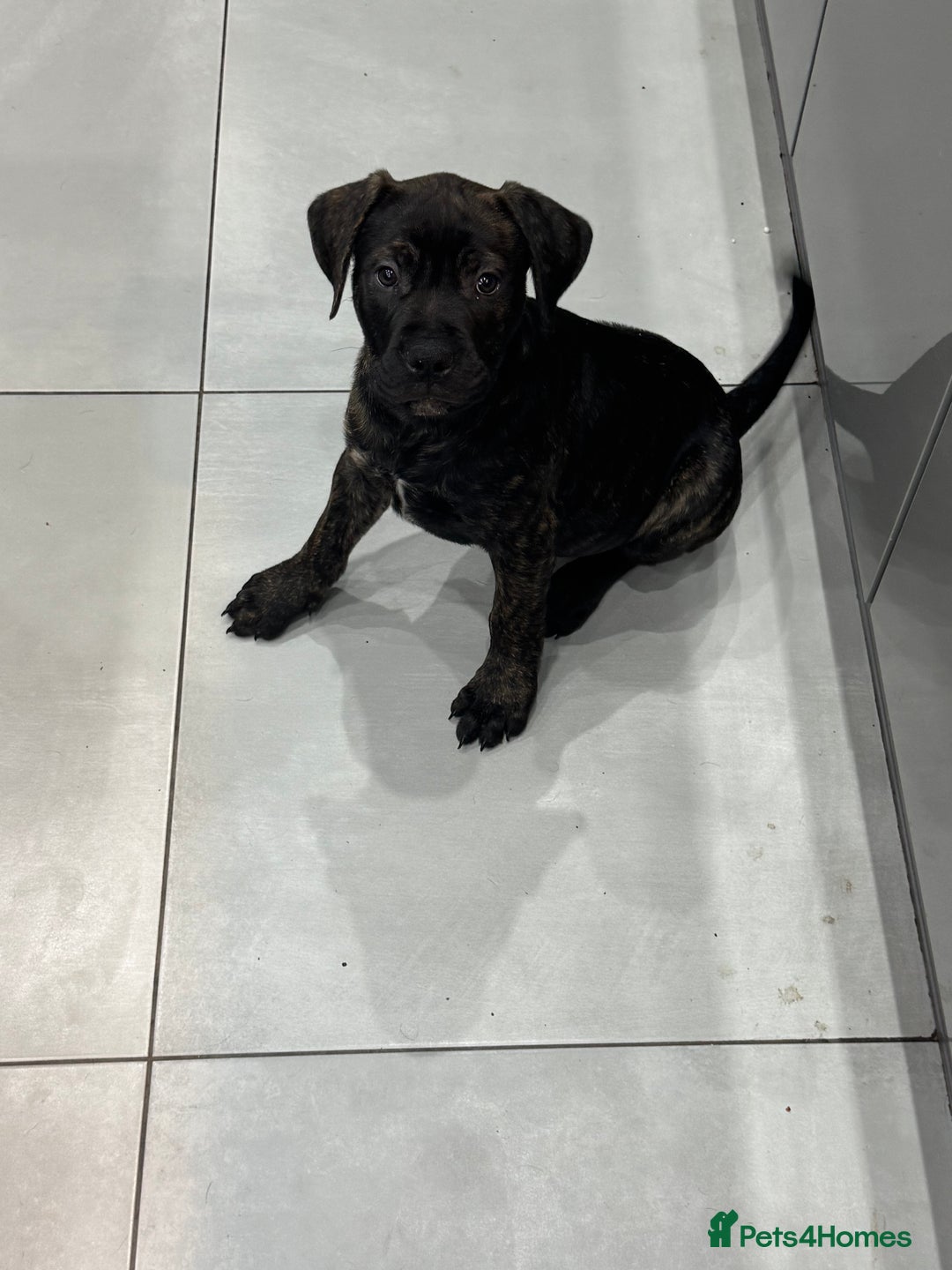 Mixed Breed dogs for sale: 4 month old American Staff x Bullmastiff - Advert 4