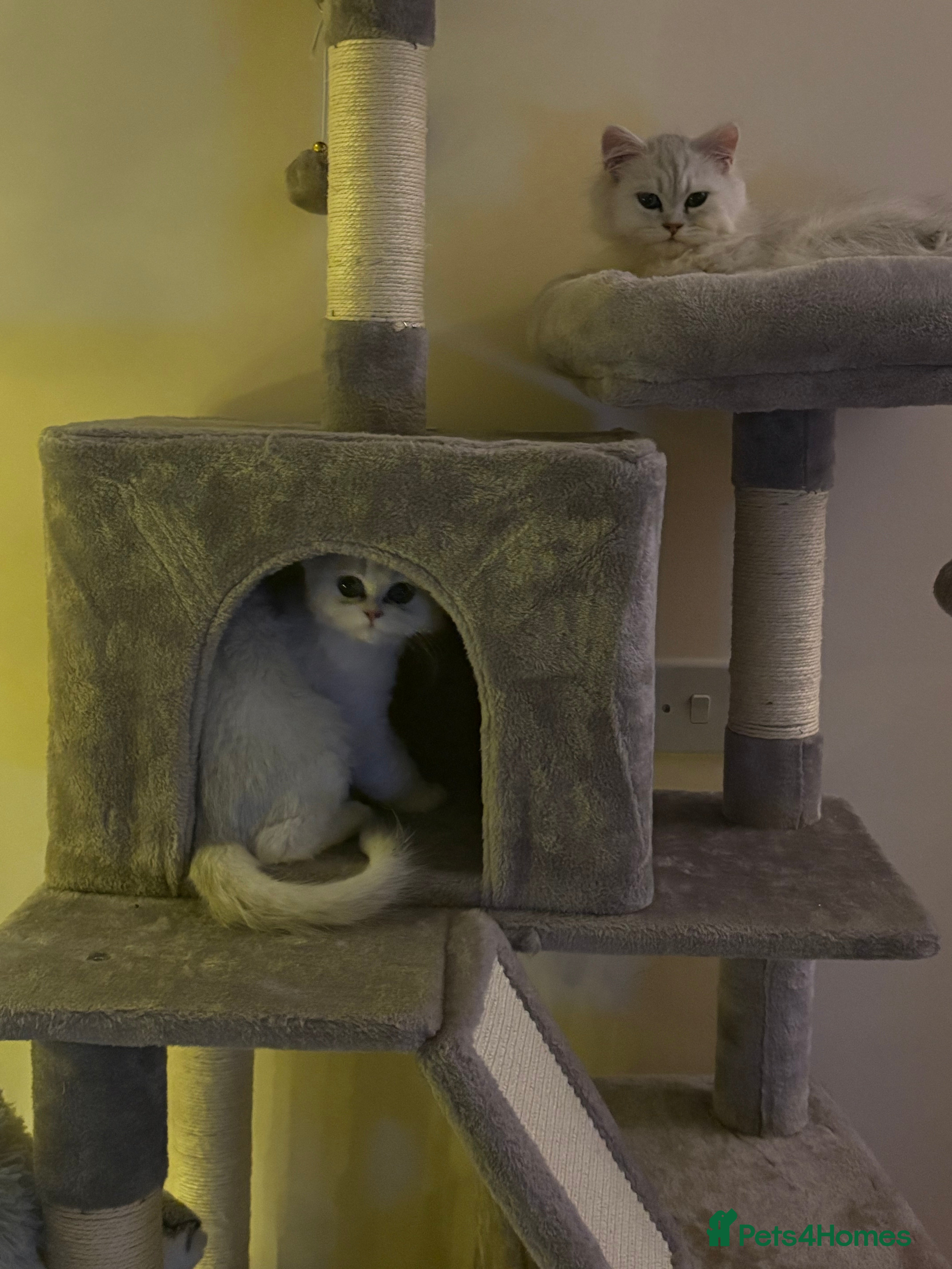 Persian cats Gorgeous Chinchilla Kittens for sale  - Advert 11