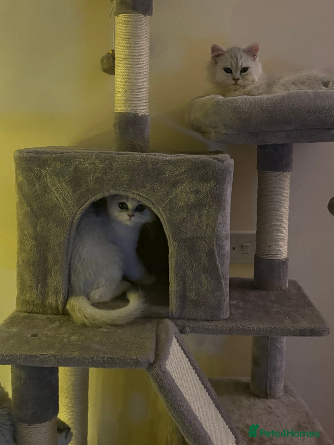 Persian cats for sale: Gorgeous Chinchilla Kittens for sale  - Advert 1