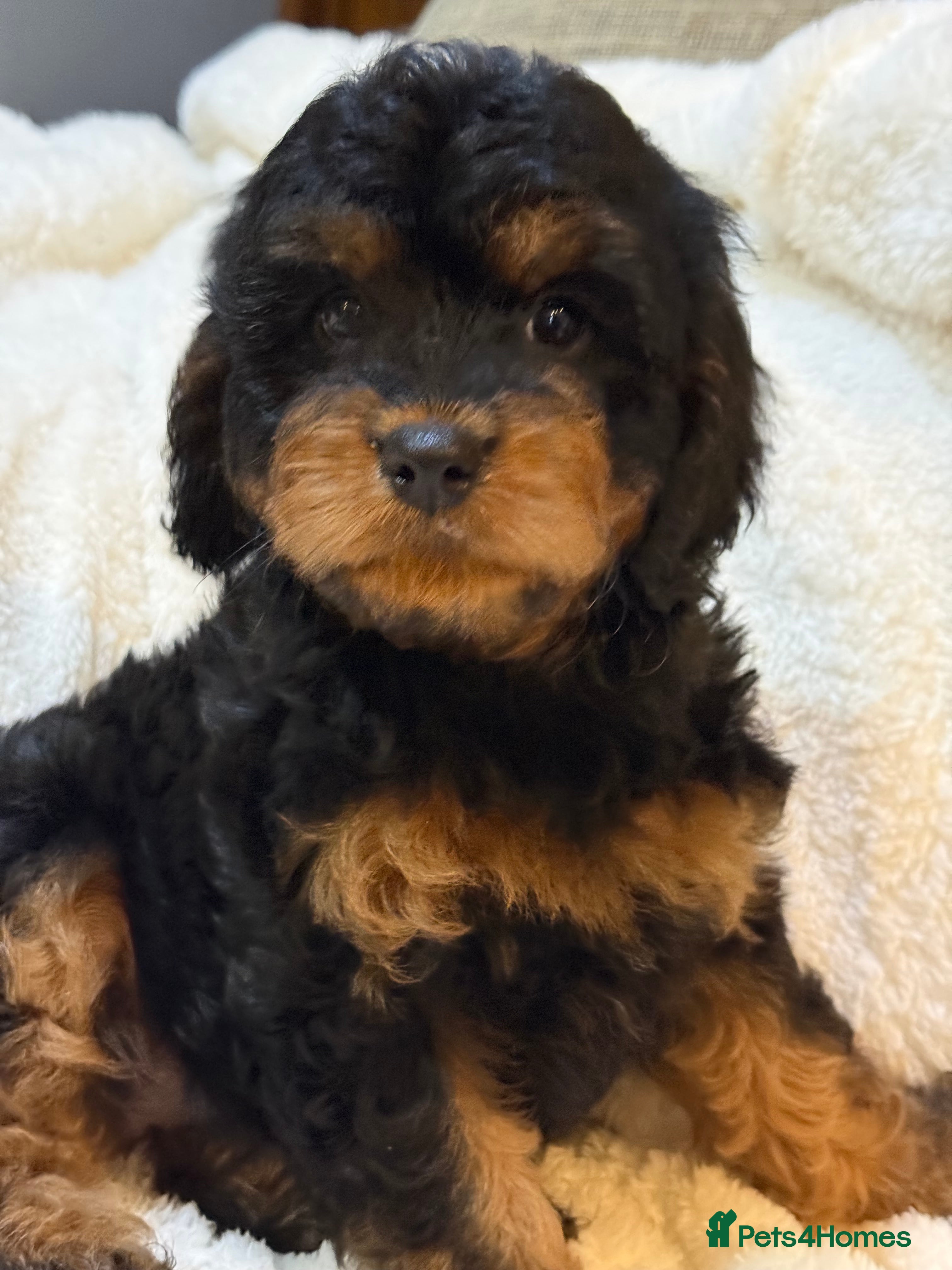 Cavapoo dogs Stunning F1 Cavapoo Black and Tan Girl - Advert 1