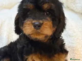 Cavapoo dogs Stunning F1 Cavapoo Black and Tan Girl - Advert 1