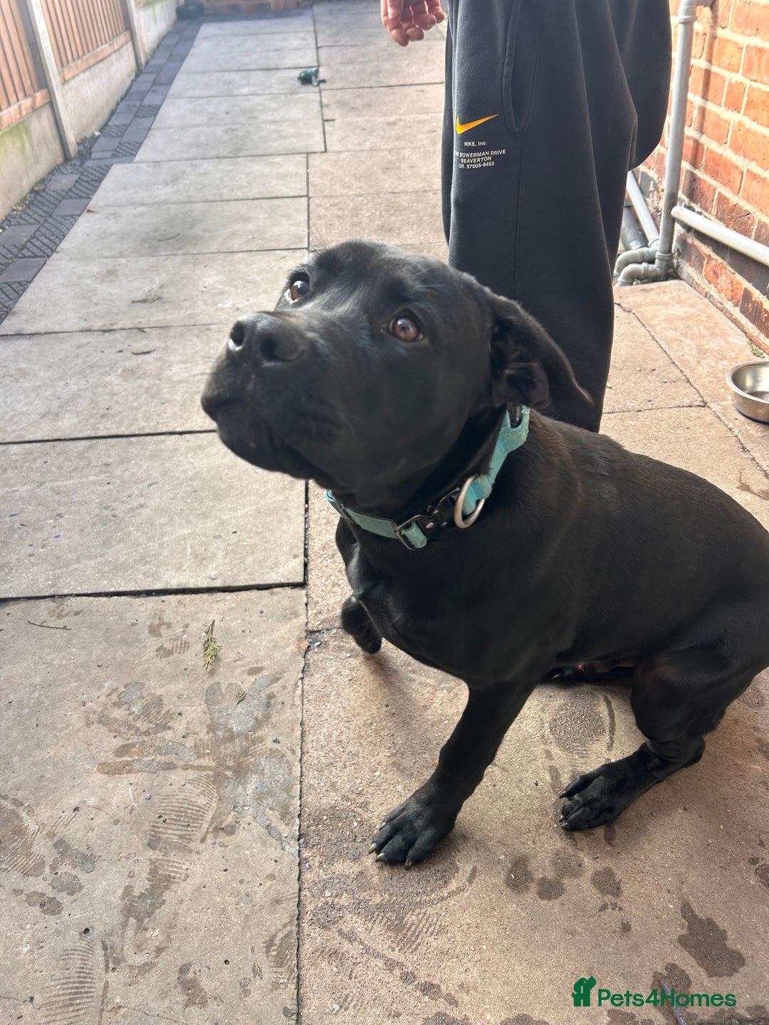 Mixed Breed dogs for sale: Puppy for sale  - Advert 11