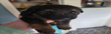 German Shepherd 1