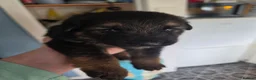 German Shepherd dogs for sale: German shepard pups in Glasgow - Advert 10