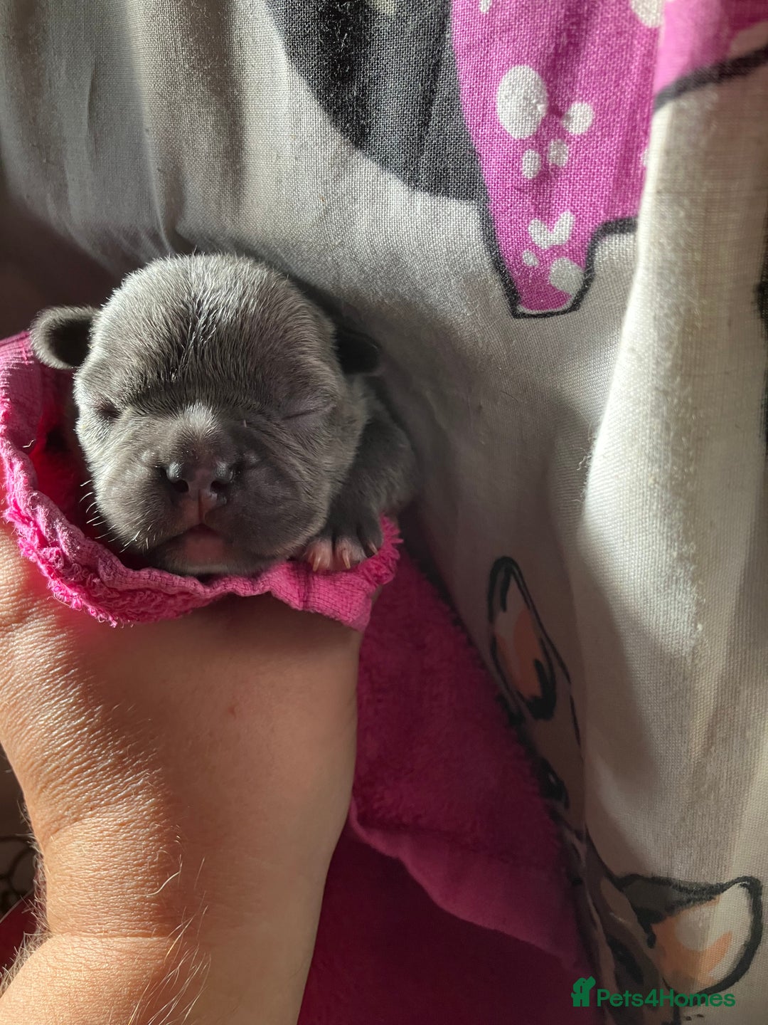 French Bulldog dogs for sale: KC French Bulldog Puppies - Image 3