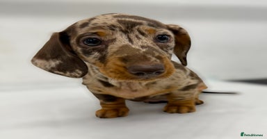 Miniature Dachshund dogs - Advert 9