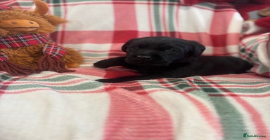 Labrador Retriever dogs Health Tested Perfect chunky Labrador Puppies - Advert 3