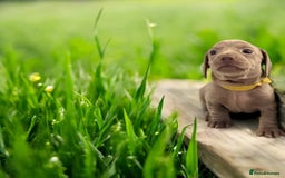 Miniature Dachshund dogs for sale: Stunning Isabella mini reg 5* health cert ready - Image 5