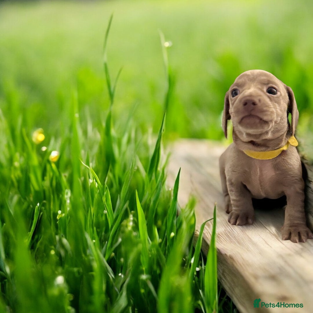 Miniature Dachshund dogs for sale: Stunning Isabella mini reg 5* health cert ready - Image 5