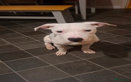 American Bulldog dogs for sale: Male puppy - Image 2