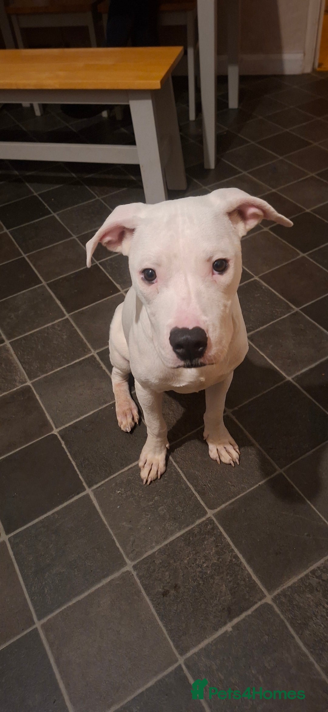 American Bulldog dogs for sale: Male puppy - Image 2