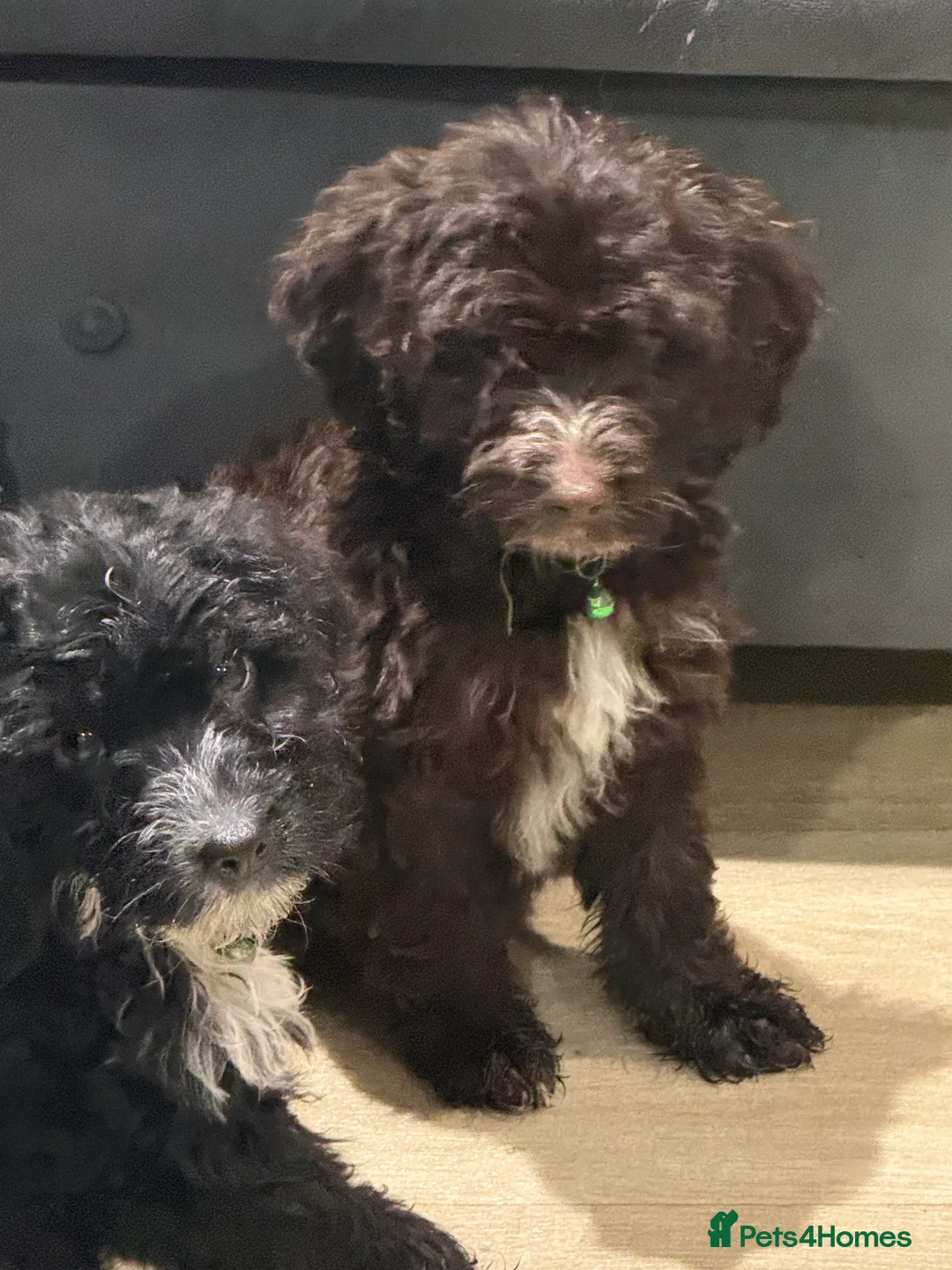 Cockapoo dogs for sale: Miniature f1 Cockapoos puppies - Advert 6