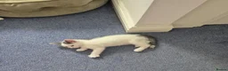 Mixed Breed cats for sale: Beautiful kittens ready for new home - Advert 8