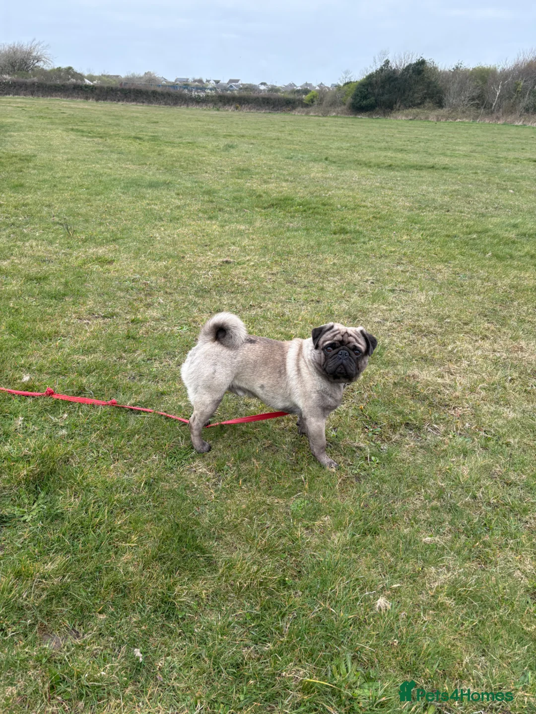 Pug dogs for stud: Grey merle pug for stud - Advert 2