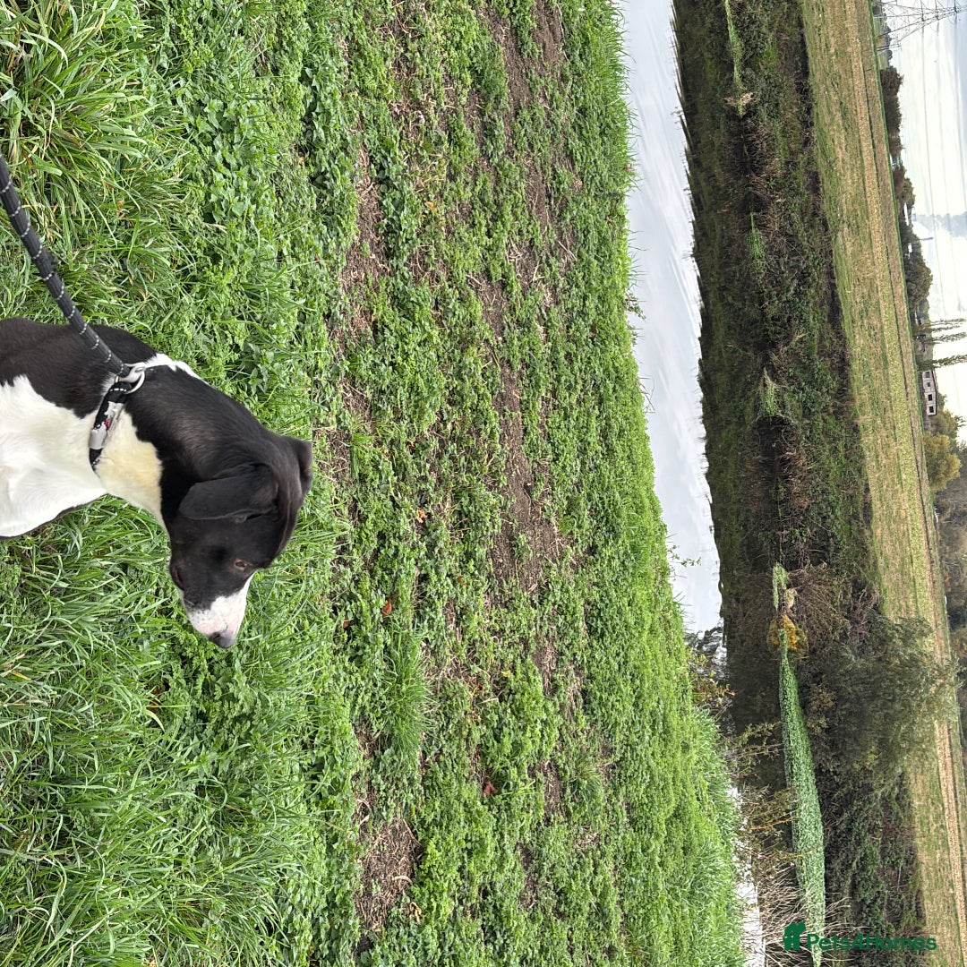 Mixed Breed dogs for sale: Lurcher 4year old blaze  - Advert 1