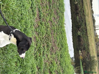 Mixed Breed dogs Lurcher 4year old blaze - Advert 5