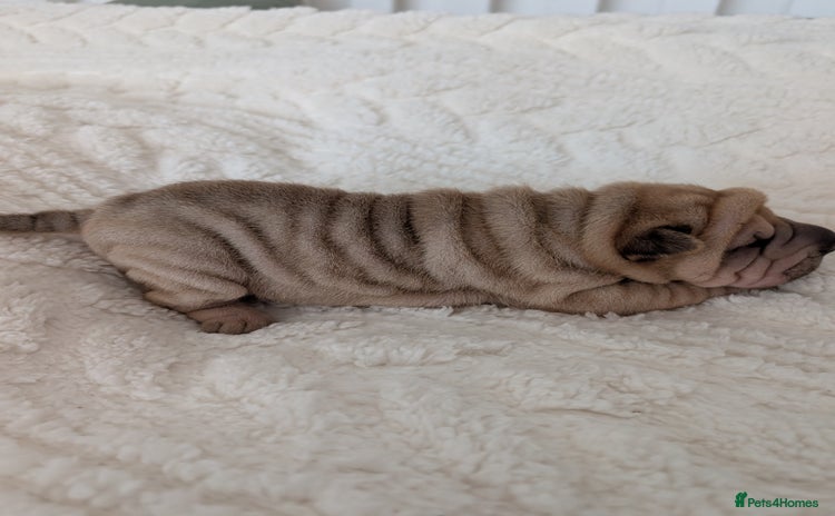 Shar Pei dogs ONLY 1 LEFT! Beautiful Champion Shar Pei Puppies!  - Advert 16