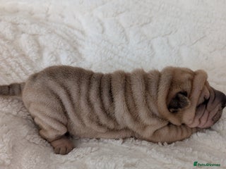 Shar Pei dogs ONLY 1 LEFT! Beautiful Champion Shar Pei Puppies! - Advert 16
