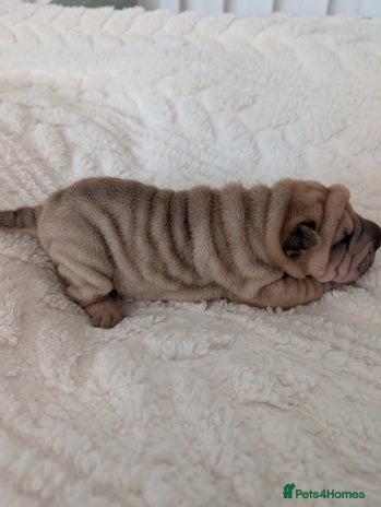 Shar Pei dogs ONLY 1 LEFT! Beautiful Champion Shar Pei Puppies! - Advert 16