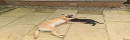 Labrador Retriever dogs for stud: LABRADOR STUD FTW SCARRABUS VANGUARD  - Advert 3