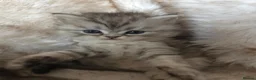 Persian cats for sale: Persian kittens  in Worksop - Advert 12