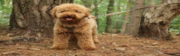 Miniature Poodle dogs for stud: RUPERT MINIATURE POODLE in Southampton - Advert 4