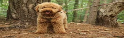 Miniature Poodle dogs for stud: RUPERT MINIATURE POODLE in Southampton - Advert 4