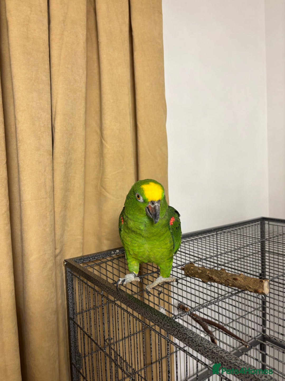 Parrots birds for sale: Amazon Parrot - Advert 1