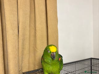 Parrots birds Amazon Parrot - Advert 2