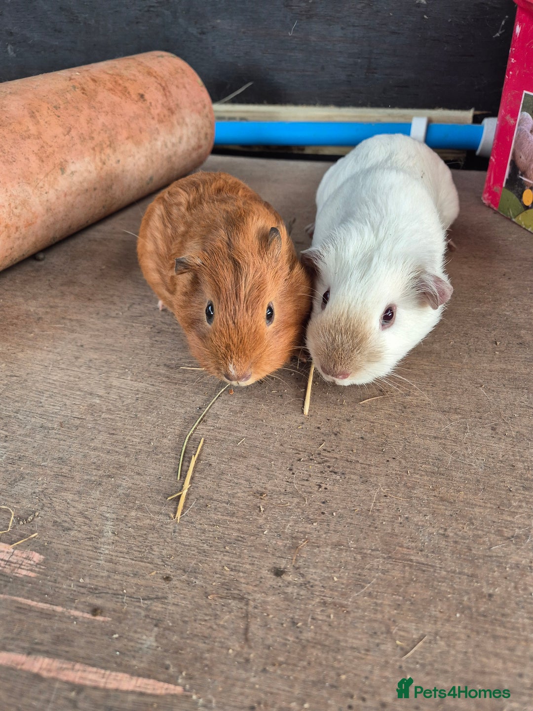 Guinea Pig rodents for sale: Guinea Piggies looking for new homes - Image 4