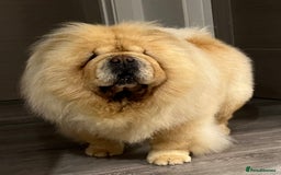 Chow Chow dogs for sale: Female looking for new home  - Advert 2