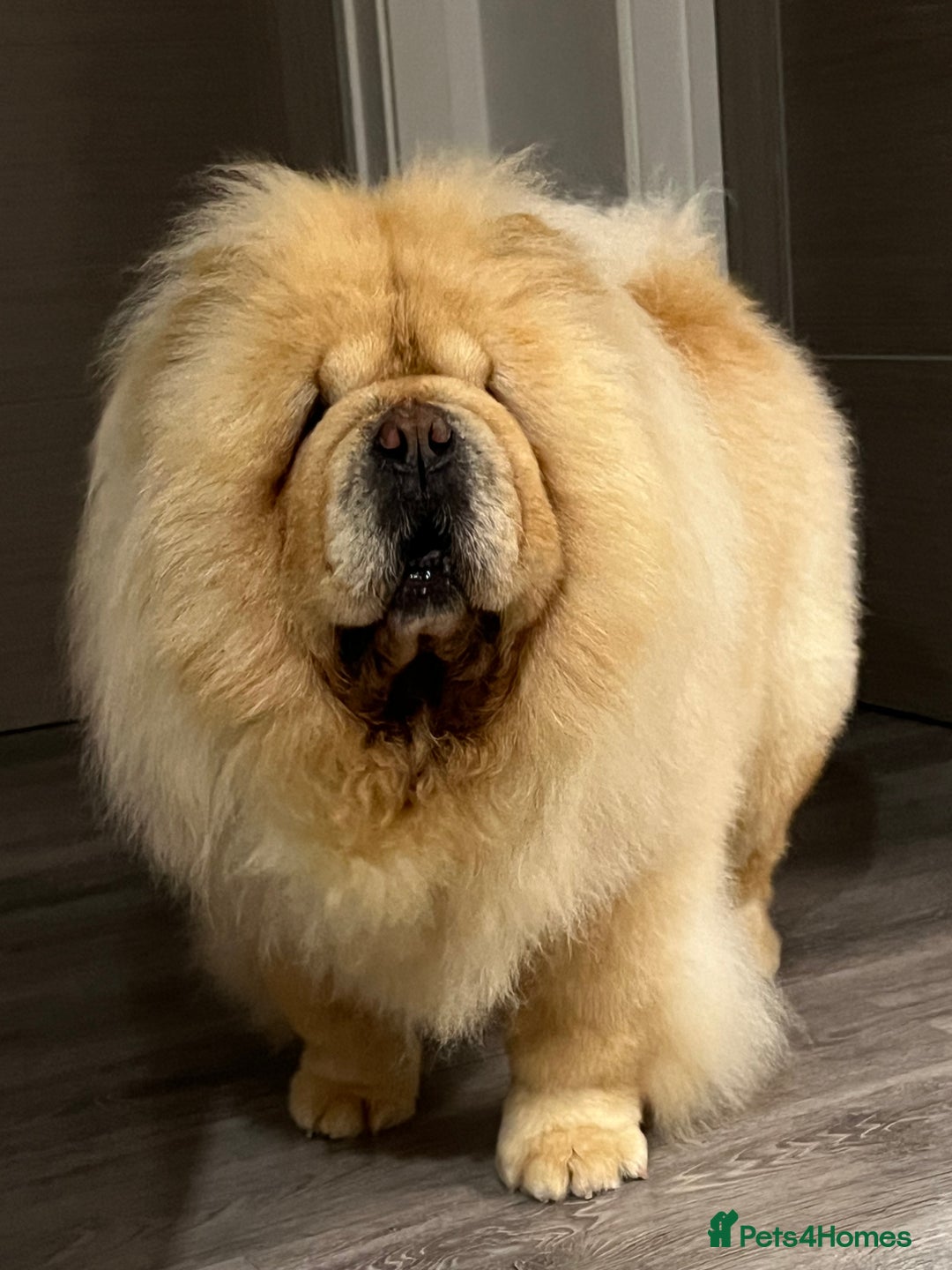 Chow Chow dogs for sale: Female looking for new home  - Advert 2