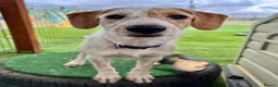 Mixed Breed dogs for adoption: Heavenly Holly - Advert 14
