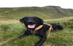 Labrador Retriever dogs for sale: Stunning Labrador Puppies - Image 30