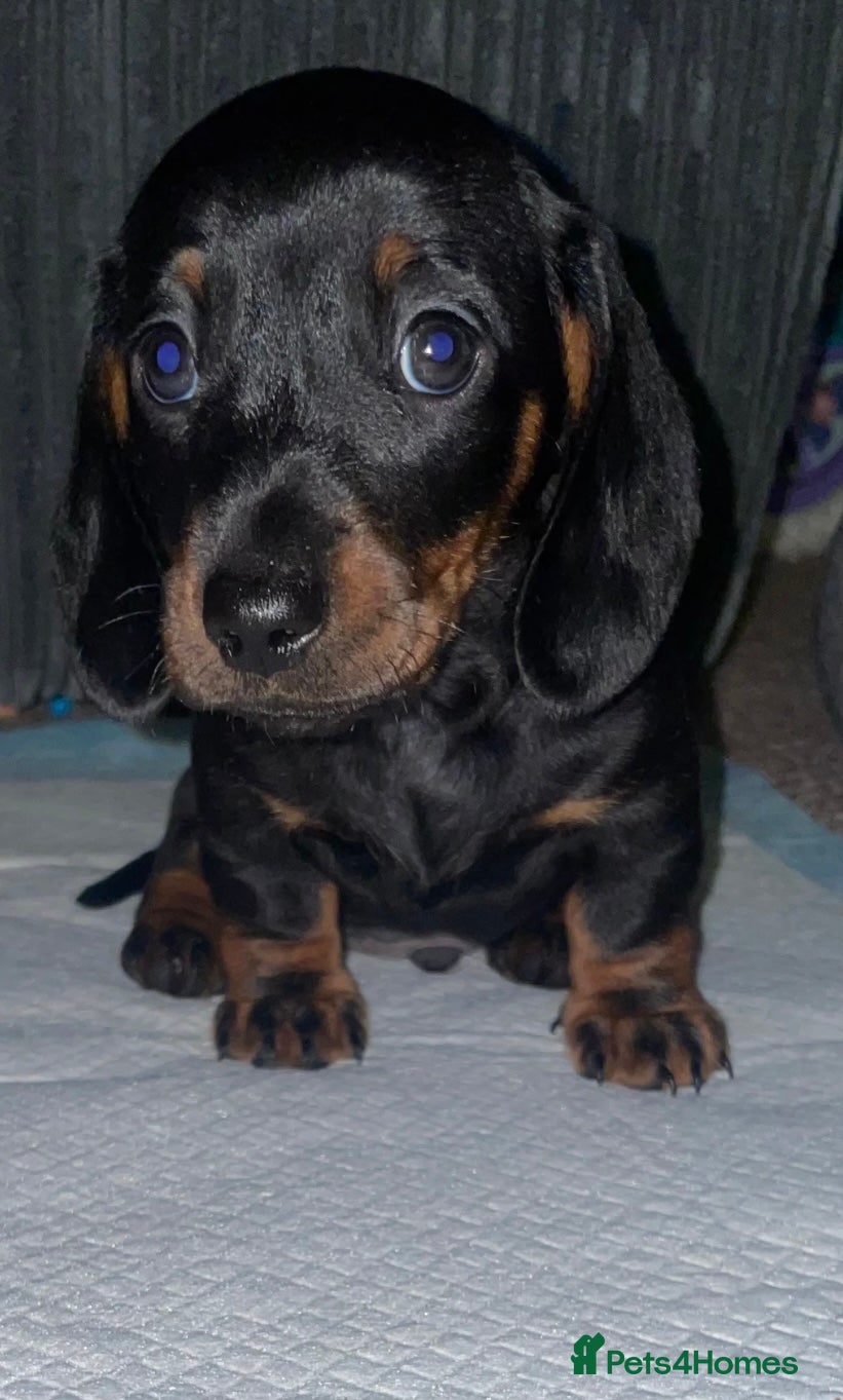 Miniature Dachshund dogs Miniature Dachshunds Ready to leave😍 - Advert 16