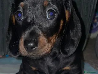 Miniature Dachshund dogs Miniature Dachshunds Ready to leave😍 - Advert 16