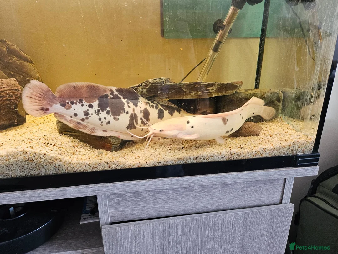 Catfish fish for sale: Clarias catfish in Doncaster - Advert 2