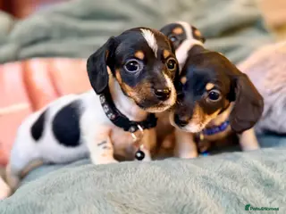 Miniature Dachshund dogs Mini Oreos! Ready To Go Next Week - Advert 6